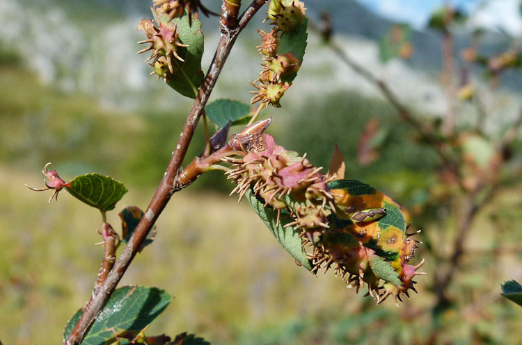 Galle su Amelanchier ovalis